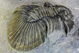 Spiny Scabriscutellum Lahceni Trilobite - Foum Zguid, Morocco #108798-5